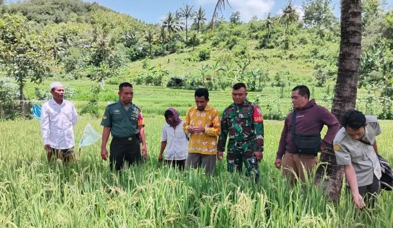 Babinsa Desa Eyat Mayang dan Desa Labuan Tereng Bersama BSIP NTB Berkomitmen Tingkatkan Standar Produksi Pertanian Menuju Petani Modern