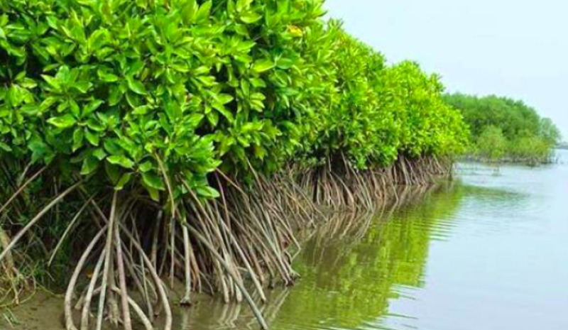 Keanekaragaman Spesies dan Kontribusi Hutan Mangrove